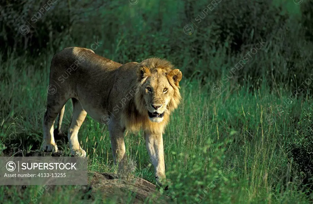 Lion,Panthera leo,Serengeti NP,Tanzania,Africa,male
