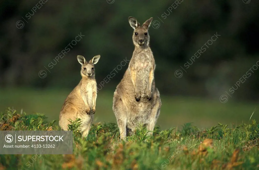 Eastern Grey Kangaroo,Macropus giganteus,Australia,adult female with young