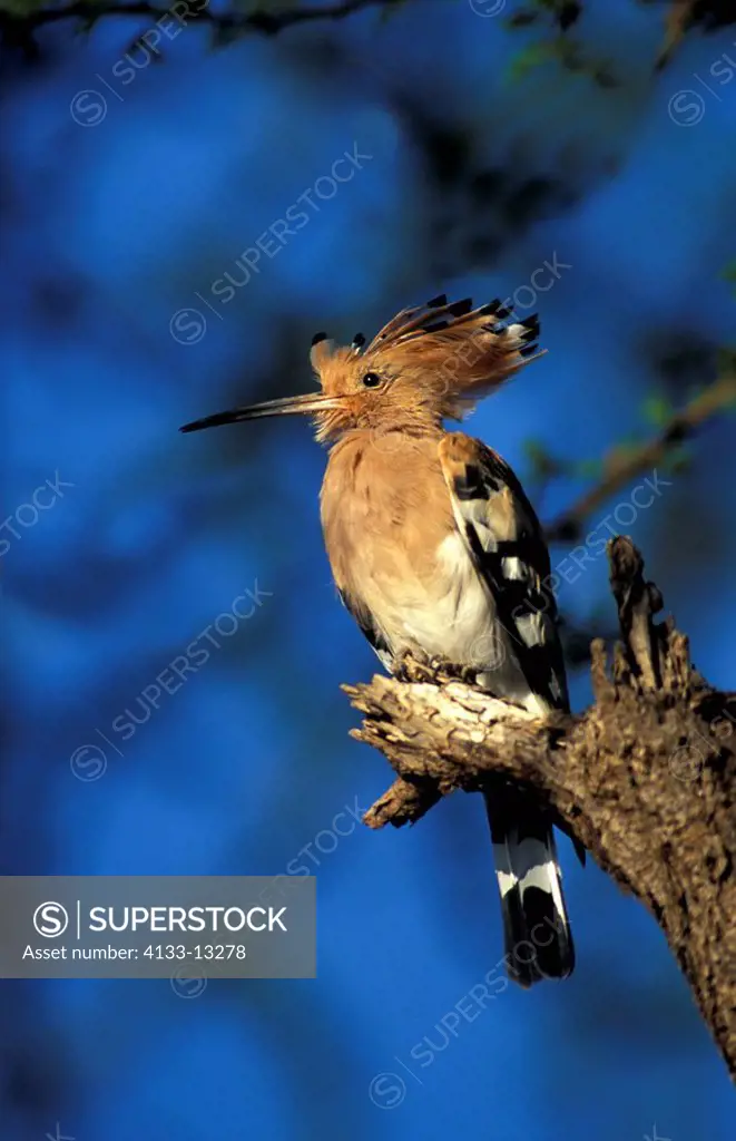 Hoopoe,Upupa epops,Samburu Game Reserve,Kenya,Africa,adult on tree