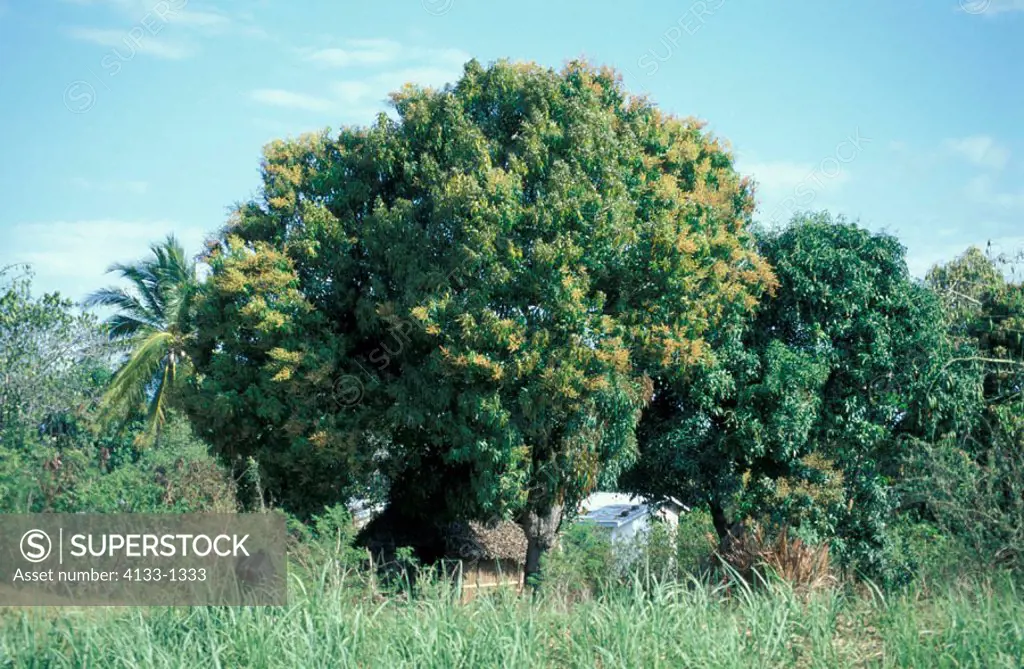 Mango tree, Mangifera Indica, Madagascar, tree