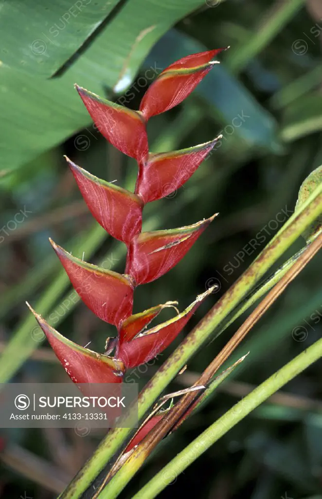Heliconia , Heliconia bihai , South America , America , bloom