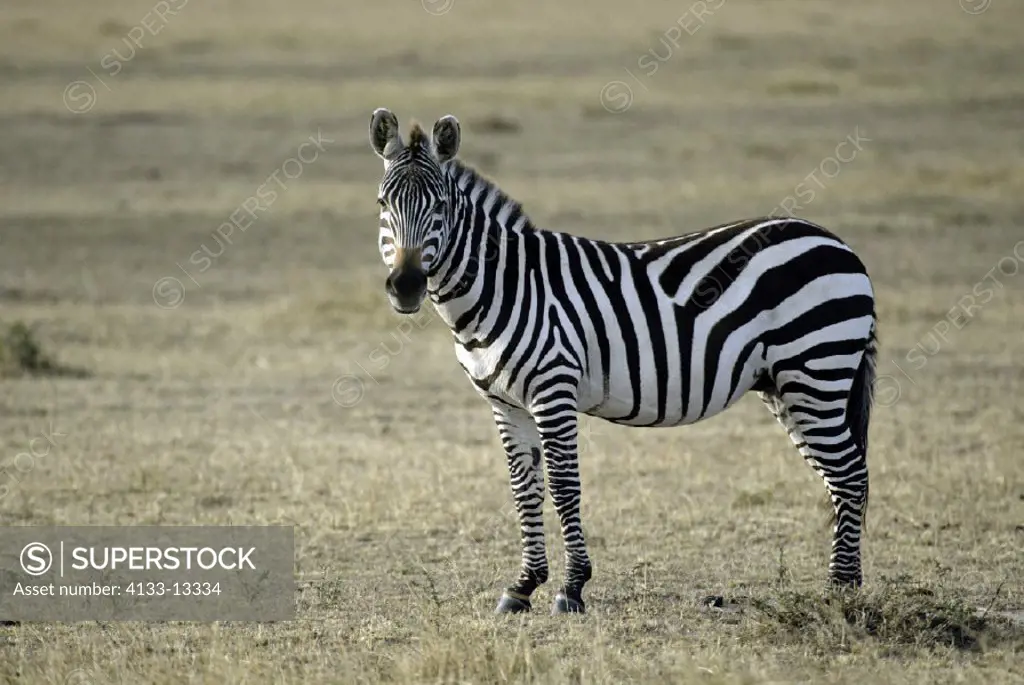 Plains Zebra(Burchell) Equus burchelli boehmi Masai Mara Kenya