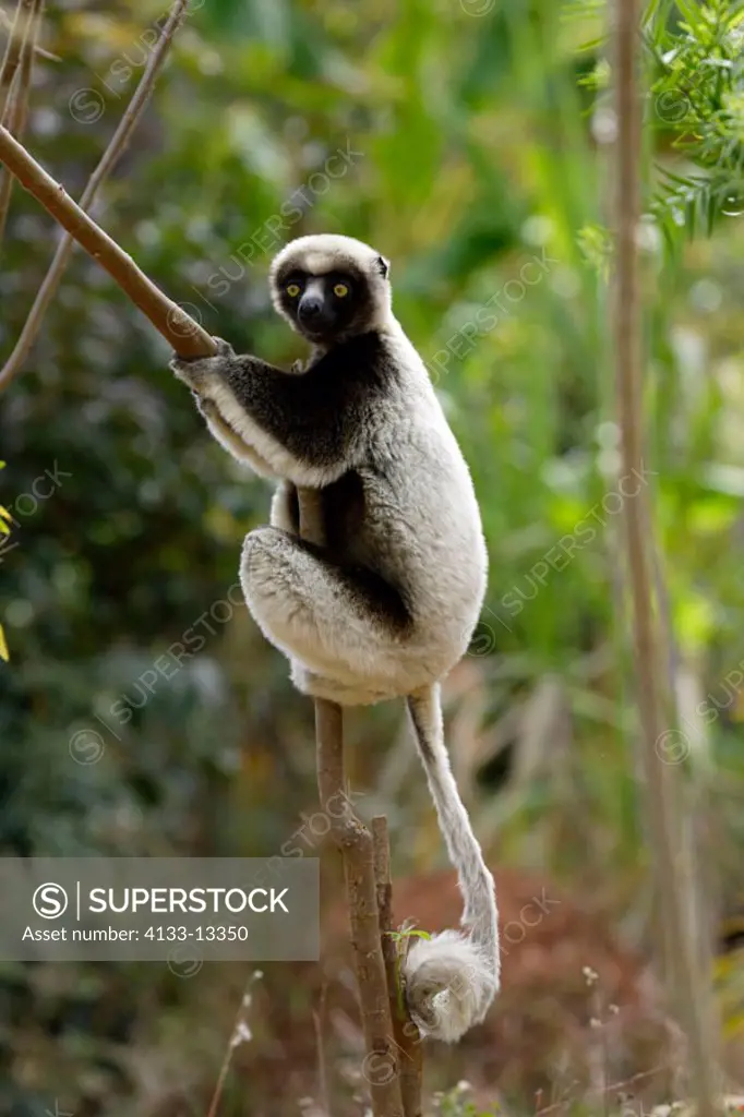 Verreaux`s Sifaka, Propithecus verreauxi coronatus, Madagascar, adult on tree