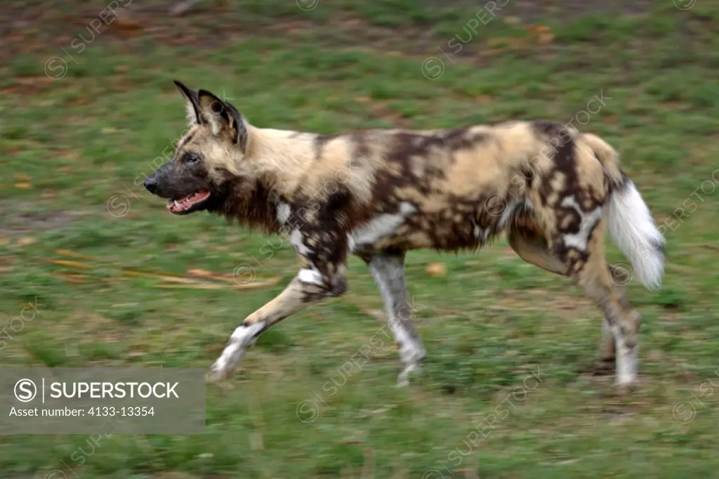 African Wild, Dog Lycaon pictus, Africa, adult running