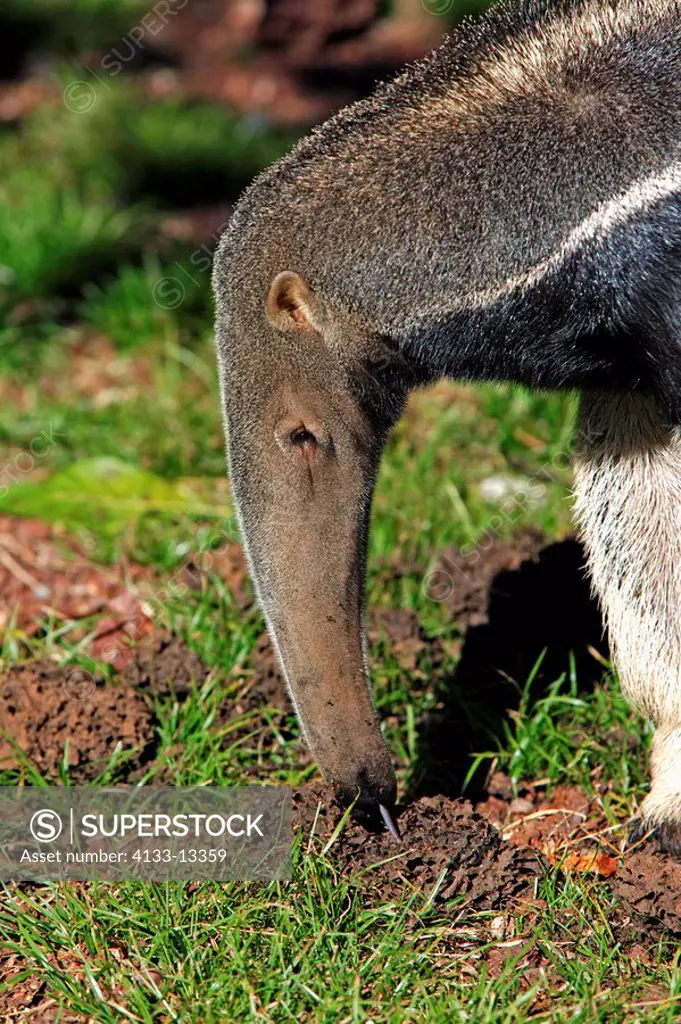 Giant Anteater,Myrmecophaga tridactyla,Pantanal,Brazil,adult,feeding,termite hill,termites,Portrait