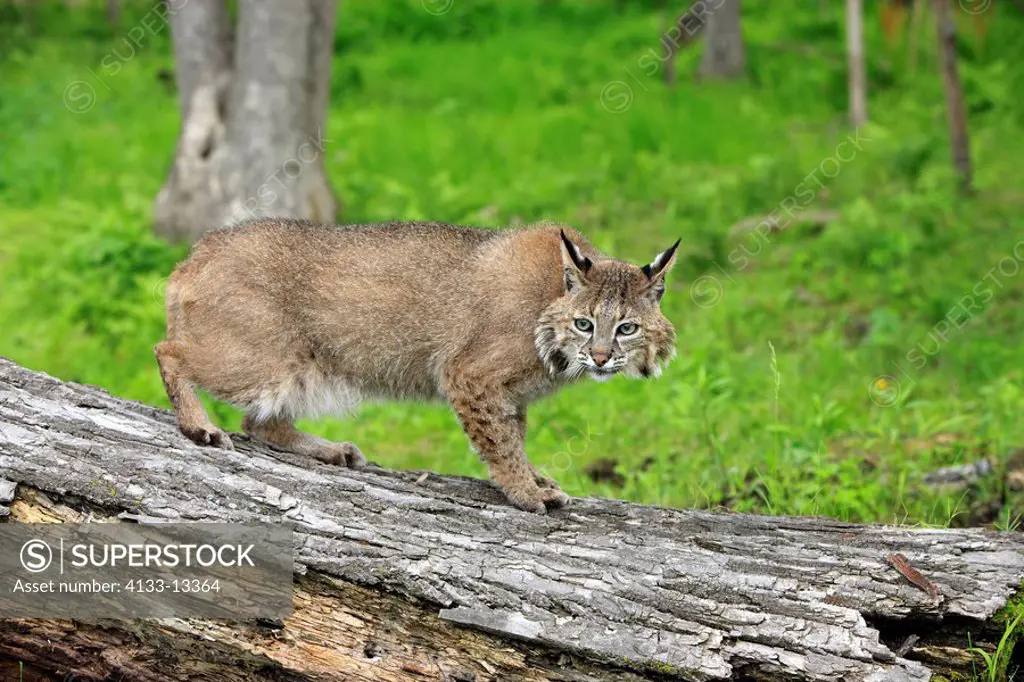 Bobcat,Lynx rufus,Minnesota,USA,adult on tree