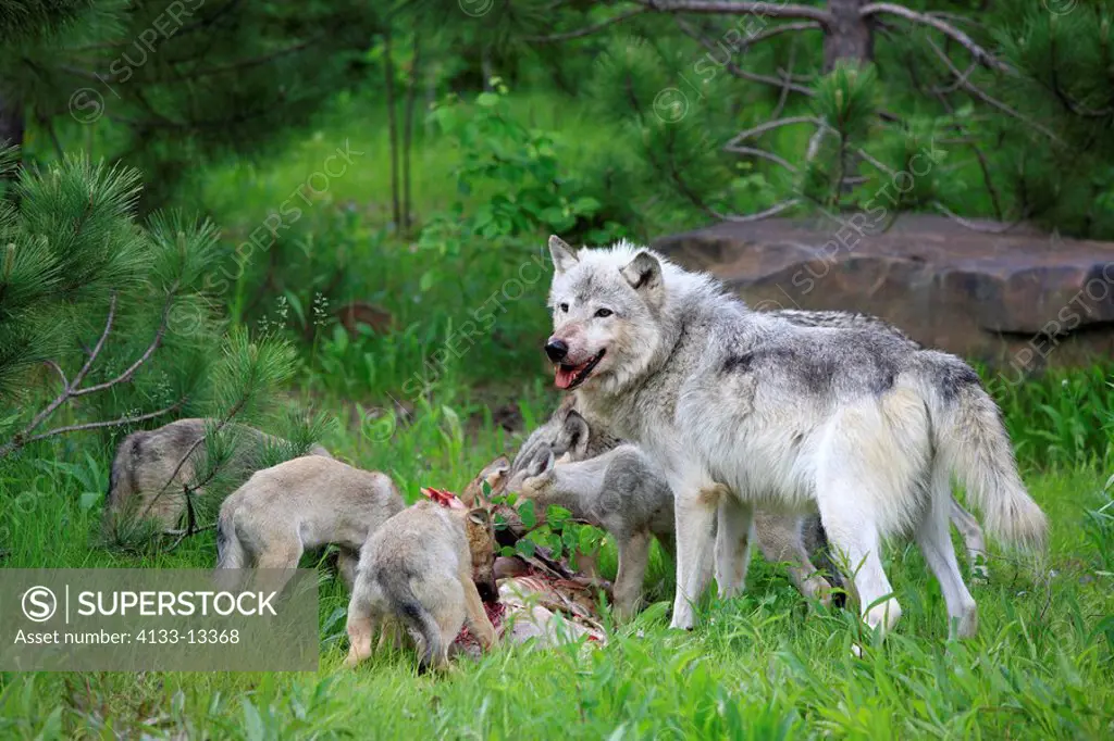 Gray Wolf,Grey Wolf,Canis lupus,Minnesota,USA,group of youngs and adult feeding on prey