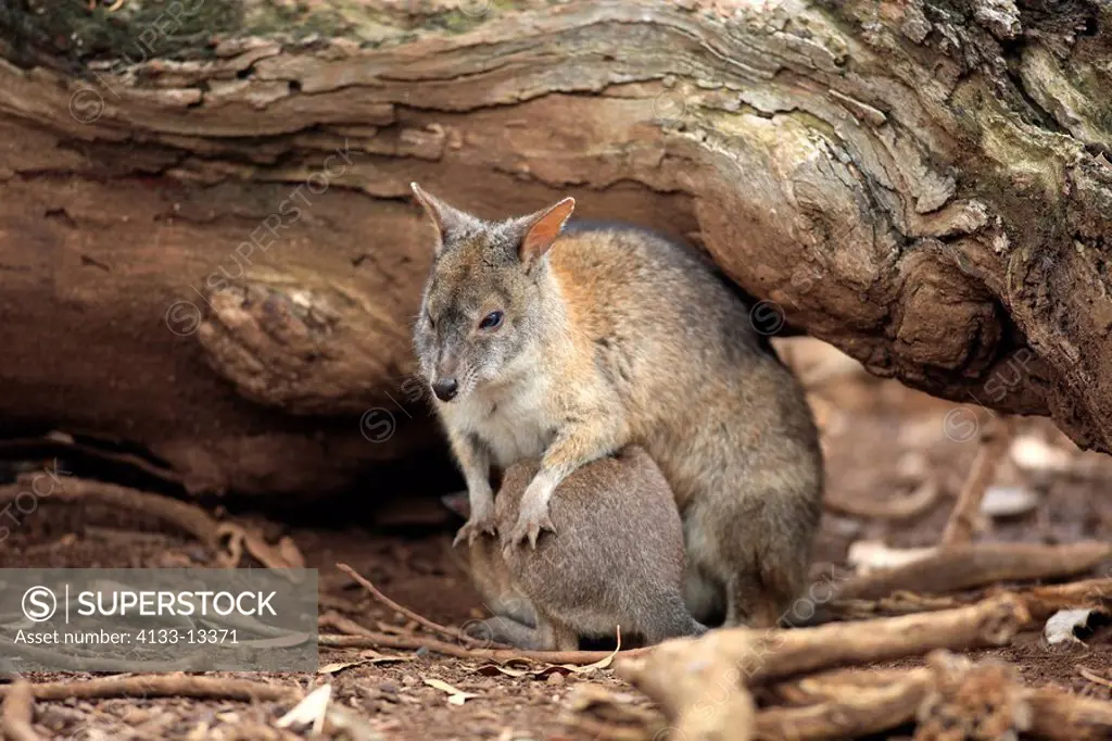 Parma Wallaby,Macropus parma,Australia,adult with young