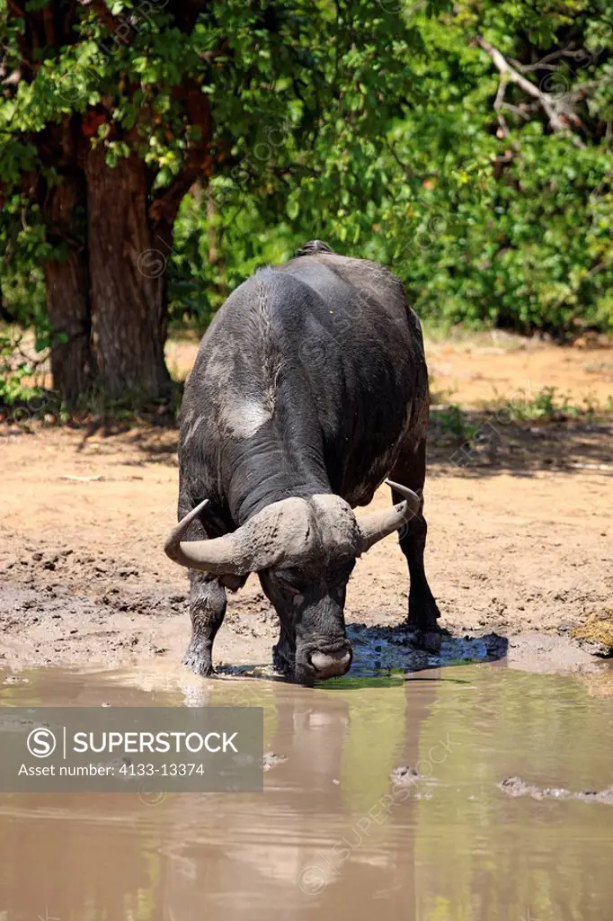African Buffalo,Syncerus caffer,Kruger Nationalpark,South Africa,Africa,adult drinking at waterhole