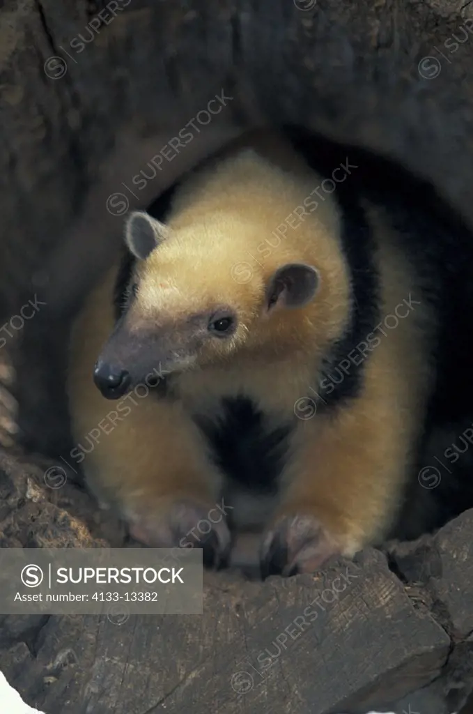 Tamandua , Tamandua tetradactyla , South America , Adult looking , out of cave , out of treehole