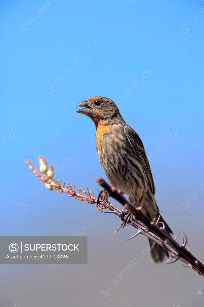 House Finch,Carpodacus mexicanus,Sonora Desert,Arizona,USA,adult male on ocotillo