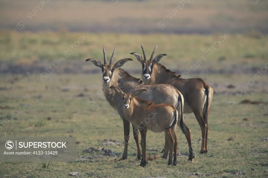 Roan Antelope , Hippotragus equinus , Chobe National Park , Botswana , Africa , Adult females with young