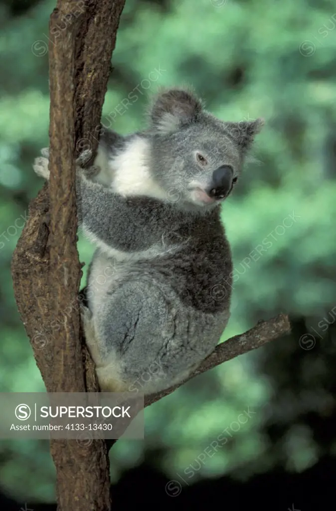 Koala , Phascolarctos cinereus , Australia , Adult on tree