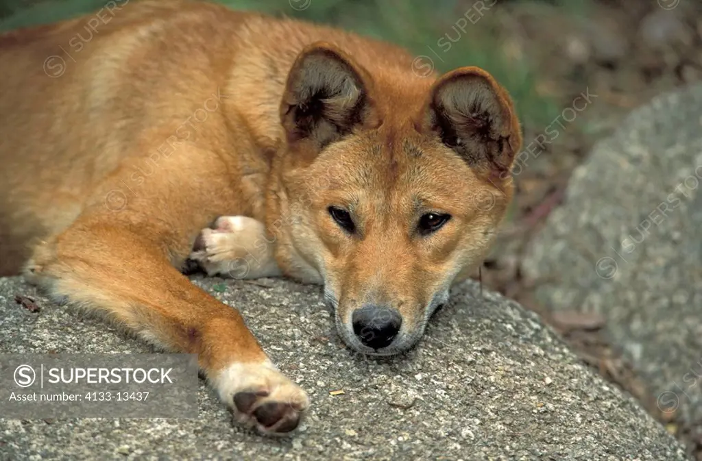 Dingo,Canis familiaris dingo,Australia,adult resting on rock portrait