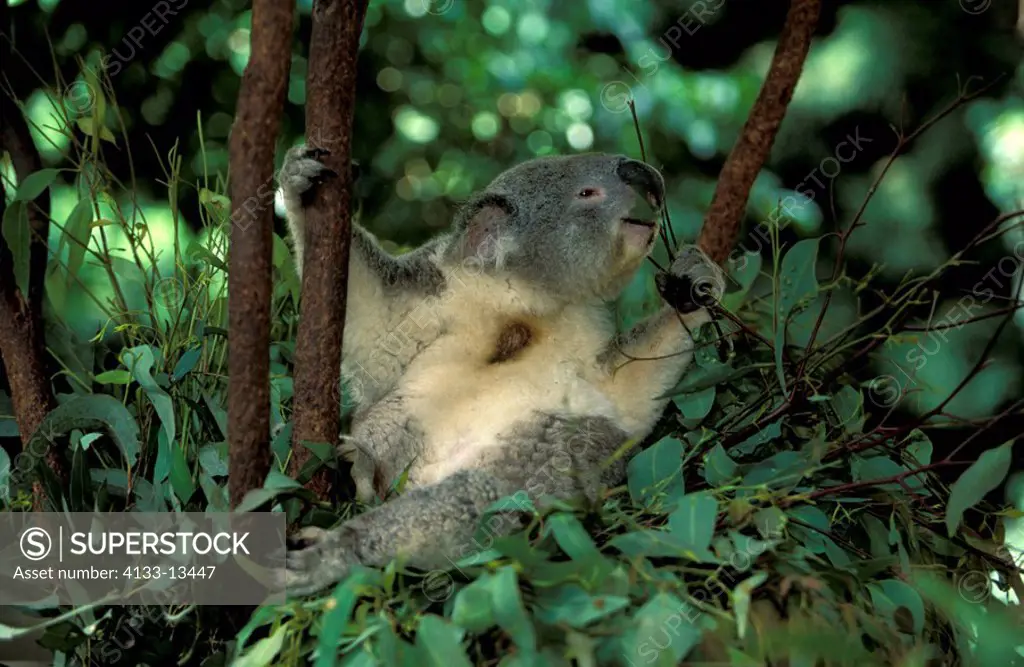 Koala,Phascolarctos cinereus,Australia,adult feeding portrait