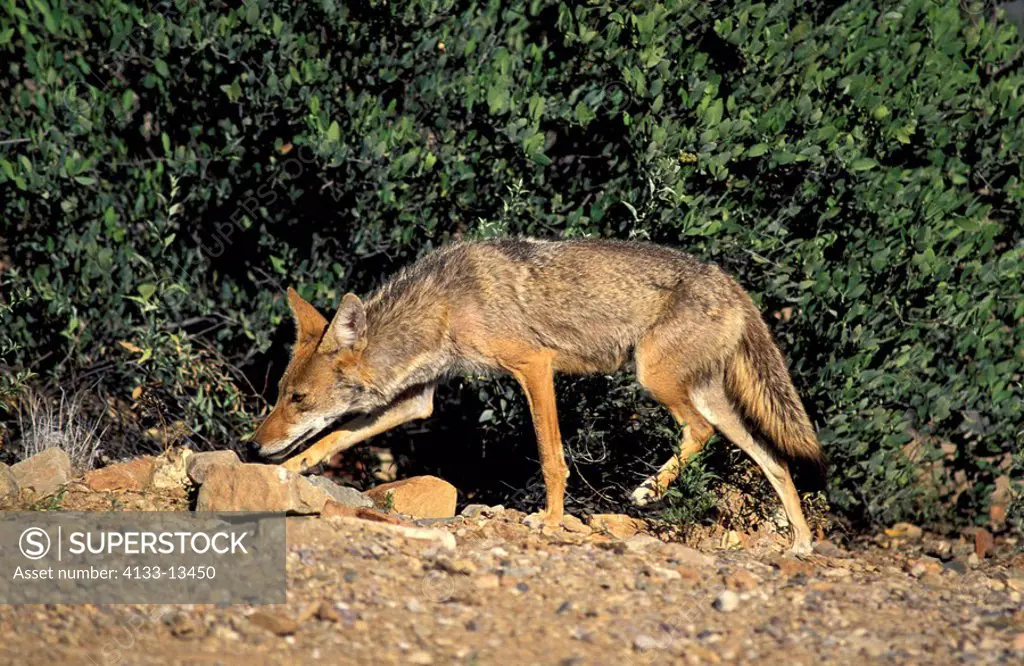 Coyote,Canis latrans,Sonora Desert,Arizona,USA,adult looking for food