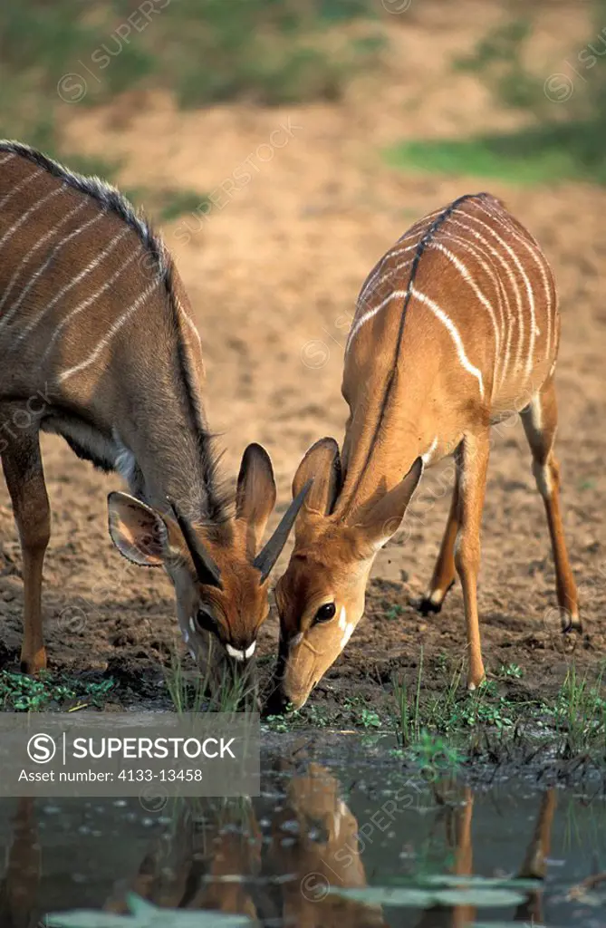 Nyala,Tragelaphus angasi,Mkuzi Game Reserve,South Africa,Africa,adult couple drinking at water portrait