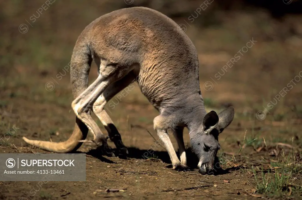 Red Kangaroo,Macropus rufus,Australia,Sturt Nationalpark,adult feeding