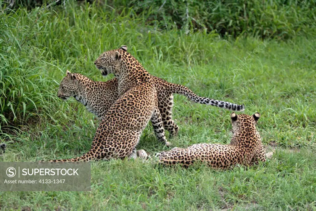 Leopard, Panthera pardus, Sabie Sand Game Reserve, South Africa , Africa, adult female with subadults