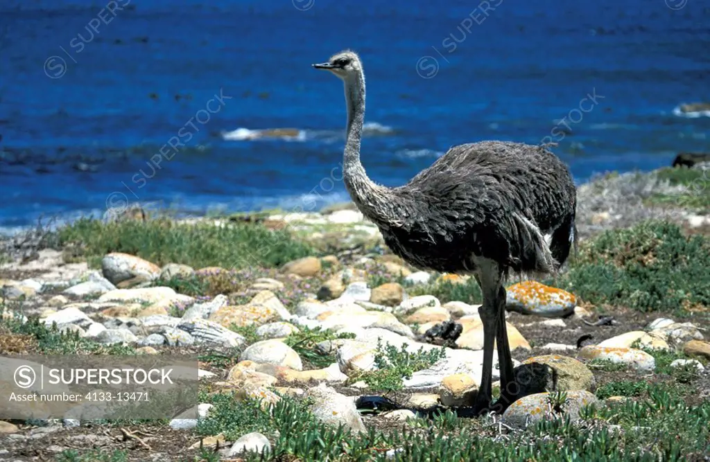South African Ostrich,Struthio camelus australis,Cape of the good Hope Nationalpark,South Africa,Africa,adult female