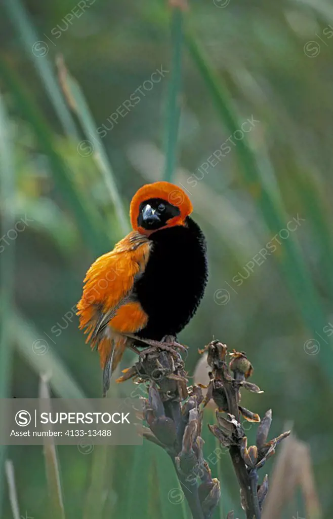 Red Bishop Euplectes orix South Africa Africa