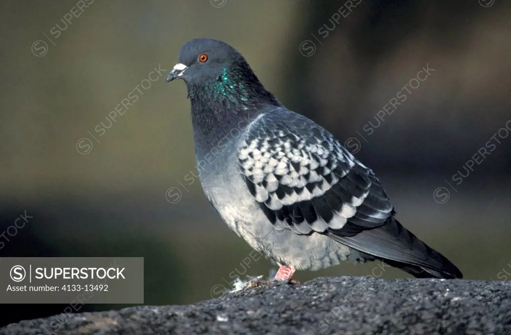 Feral Pigeon,Columba livia,Germany,Europe,adult on rock