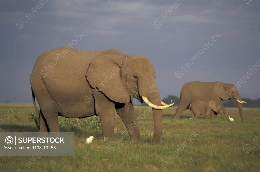 African Elephant , Loxodonta africana,  Amboseli National Park, Kenya , Africa , Adults , group