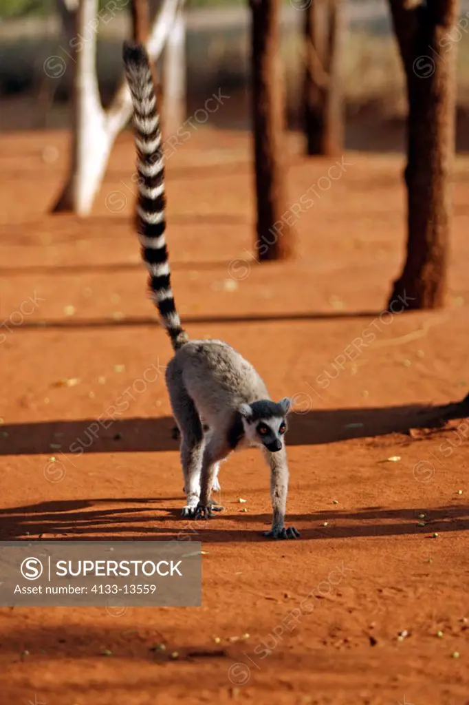 Ring Tailed Lemur, Lemur catta, Berenty Game Reserve, Madagascar, adult