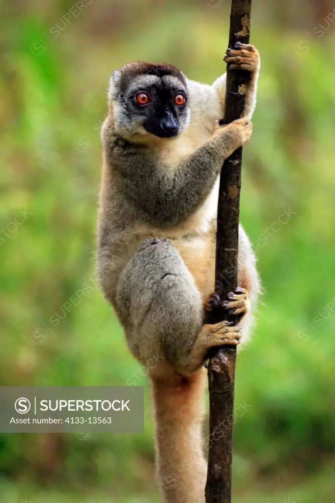 Common Brown Lemur, Eulemur fulvus fulvus, Madagascar, adult female on tree