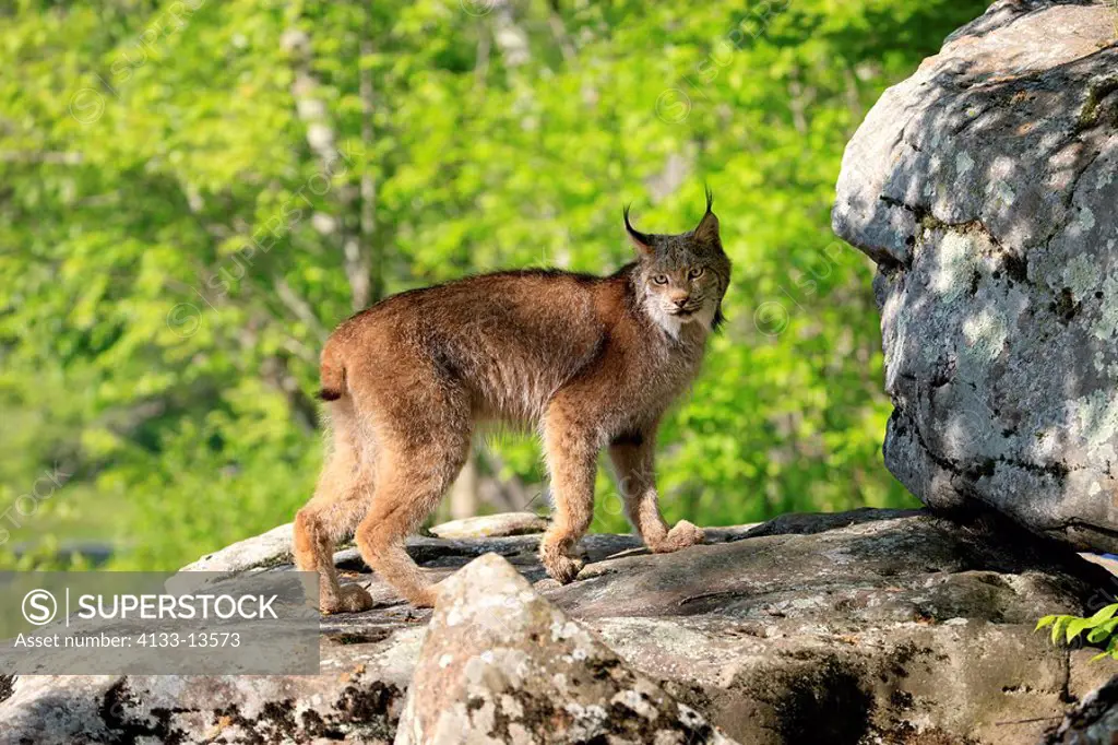 Lynx,Lynx canadensis,Minnesota,USA,adult on rock
