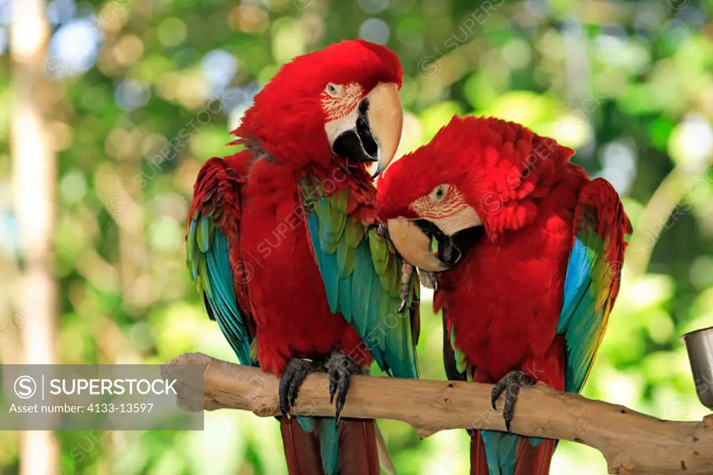 Red Blue and Green Macaw, Ara chloroptera, South America, couple social behaviour