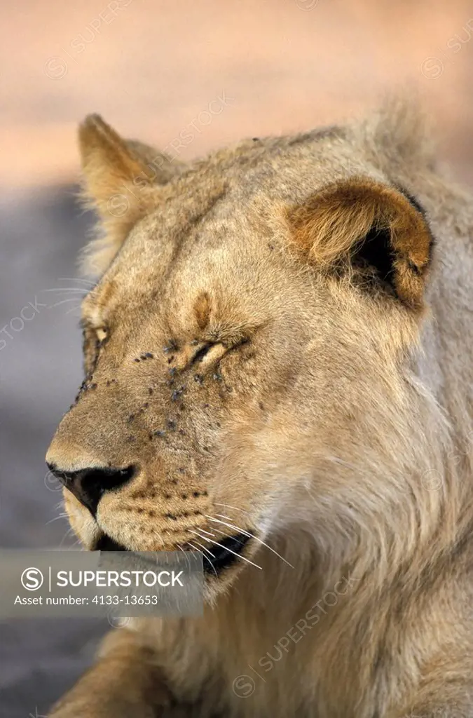 Lion,Panthera leo,Chobe NP,Botswana,Africa,female portrait