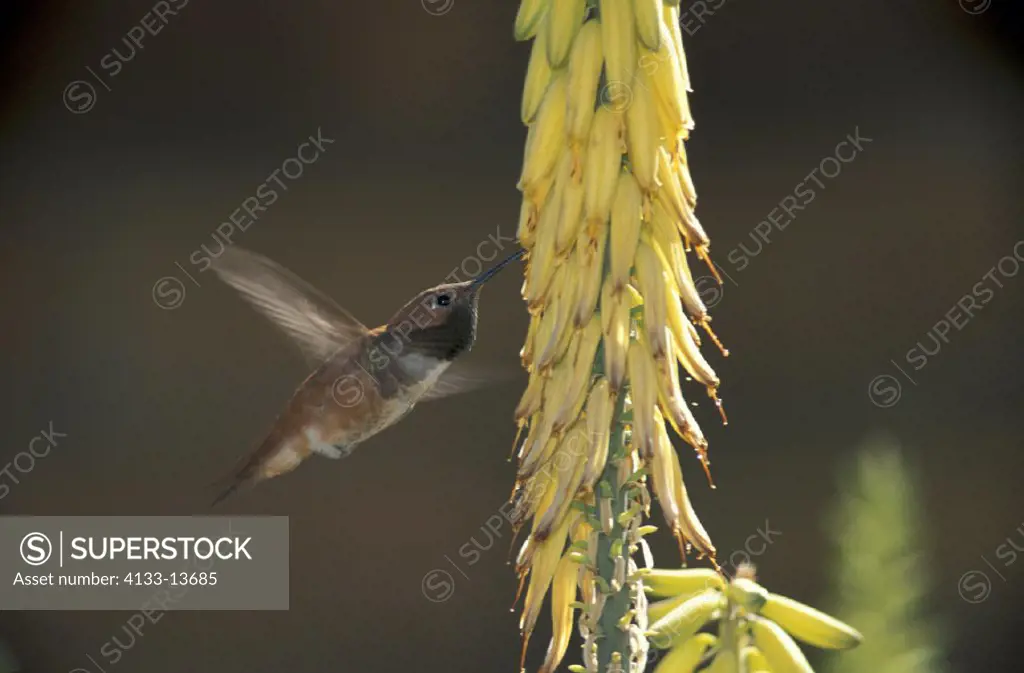 Rufous Hummingbird , Selasphorus rufus , Sonora Desert , Arizona , USA , America , adult male flying feeding on bloom