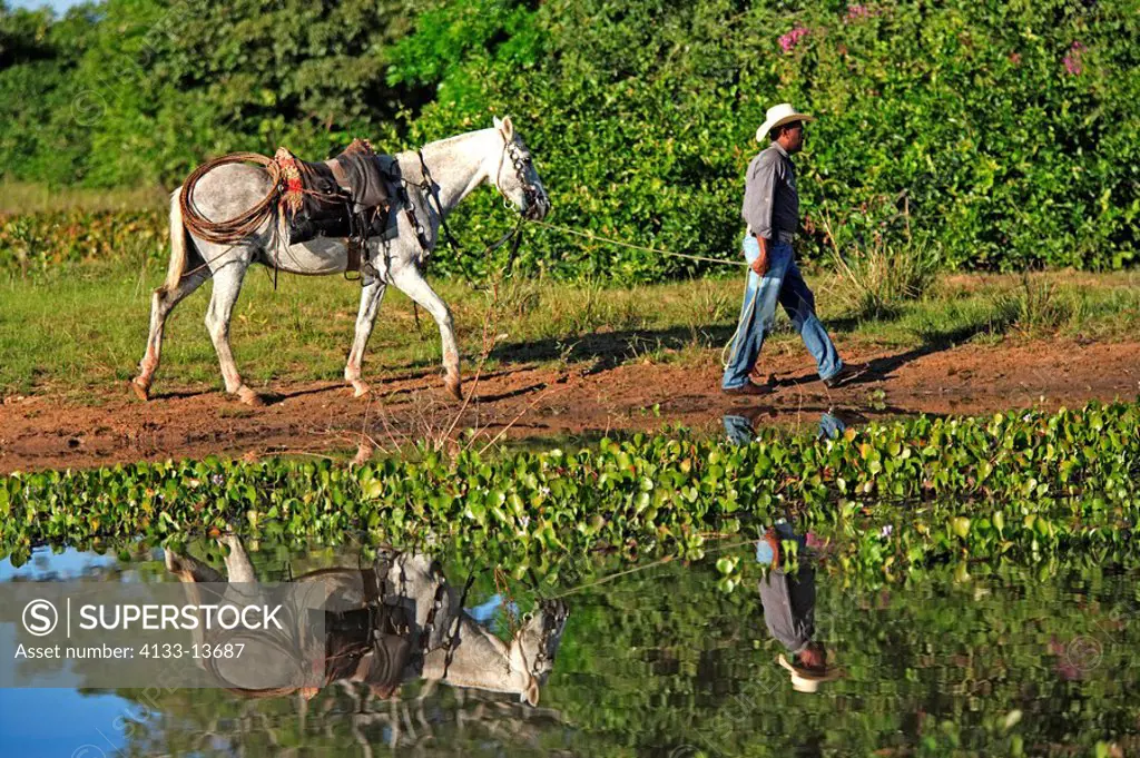 Pantanal Cowboy,Pantaneiro,Horse,Pantaneiro Horse,Pantanal,Brazil,horse guiding