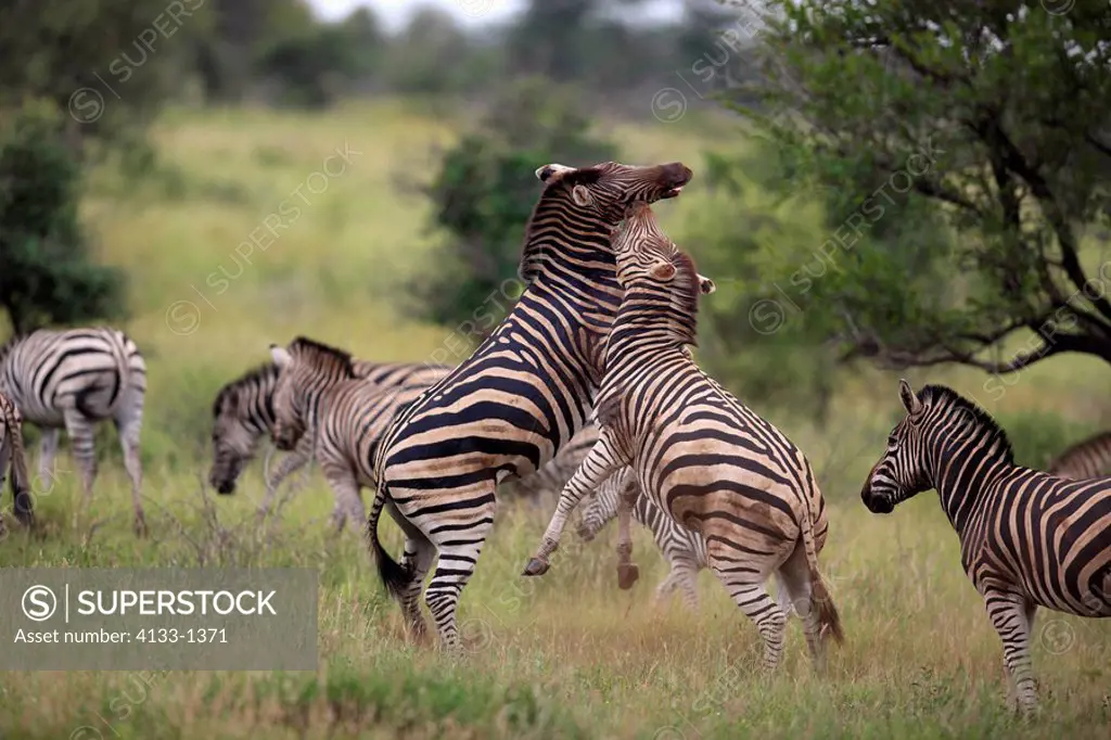 Plains Zebra,Burchell´s Zebra,Equus burchelli boehmi,Kruger Nationalpark,South Africa,Africa,two adults fighting