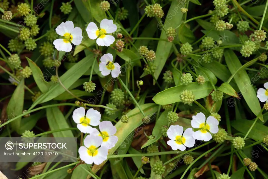 Lesser water plantain, Baldellia ranuculoides, Germany, blooming at water