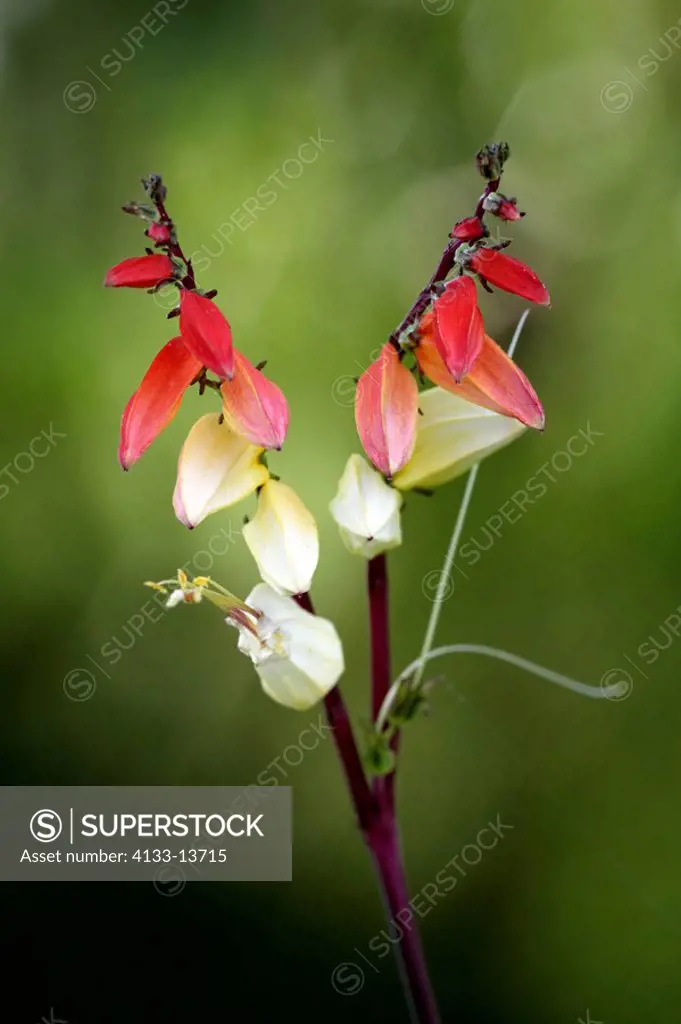 Firecracker vine,Quamoclit lobata,Germany,bloom