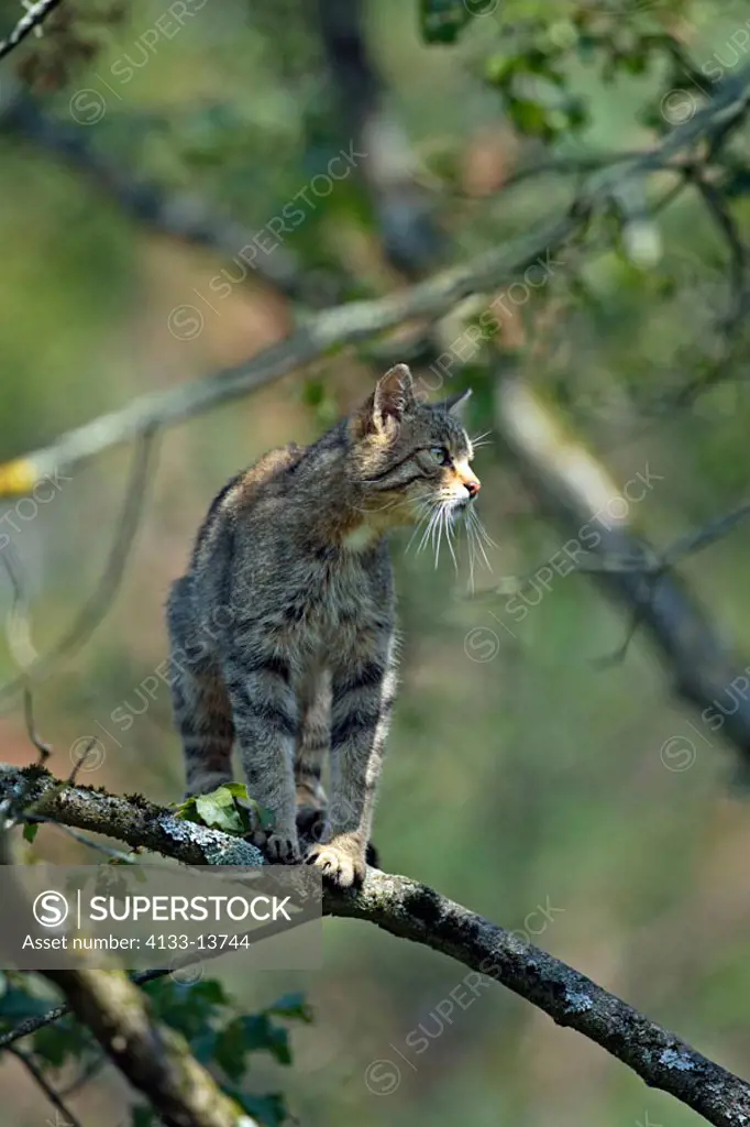 Wild Cat Felis silvestris Germany Europe
