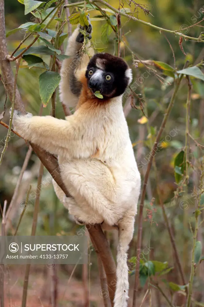 Verreaux`s Sifaka, Propithecus verreauxi coronatus, Madagascar, adult feeding on tree