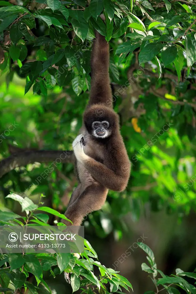 White Handed Gibbon,Hylobates lar,Asia,adult hanging on tree