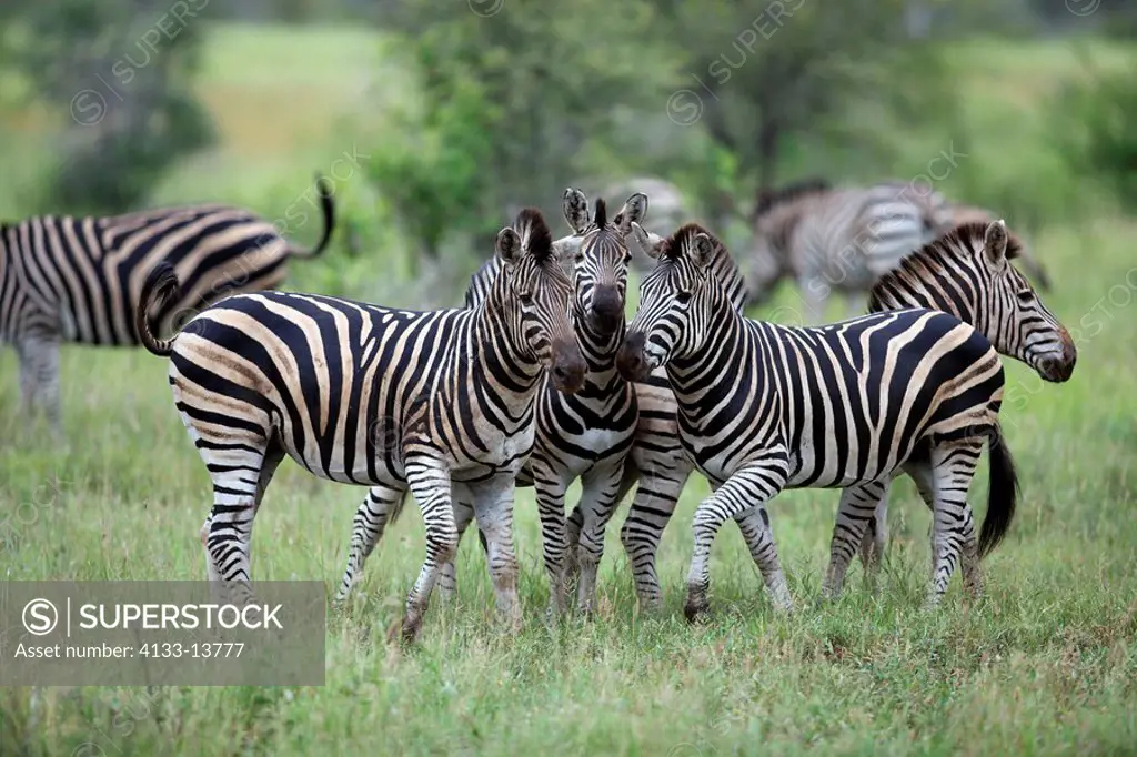 Plains Zebra,Burchell´s Zebra,Equus burchelli boehmi,Kruger Nationalpark,South Africa,Africa,group of adults
