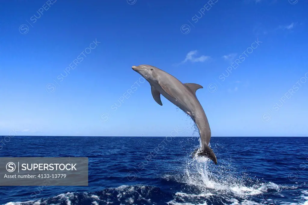Bottle_nosed Dolphin,Bottle Nosed Dolphin,Bottle Nose Dolphin,Tursiops truncatus,Roatan,Honduras,Caribbean,Central America,Lateinamerica,adult jumping...
