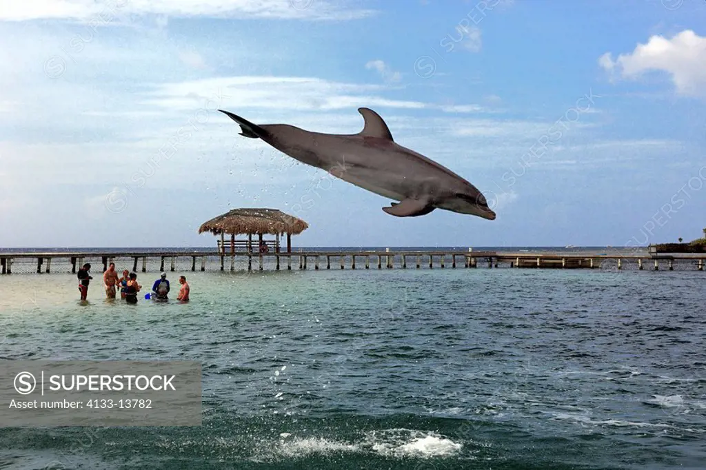 Bottle_nosed Dolphin,Bottle Nosed Dolphin,Bottle Nose Dolphin,Tursiops truncatus,Roatan,Honduras,Caribbean,Central America,Lateinamerica,adult trains ...