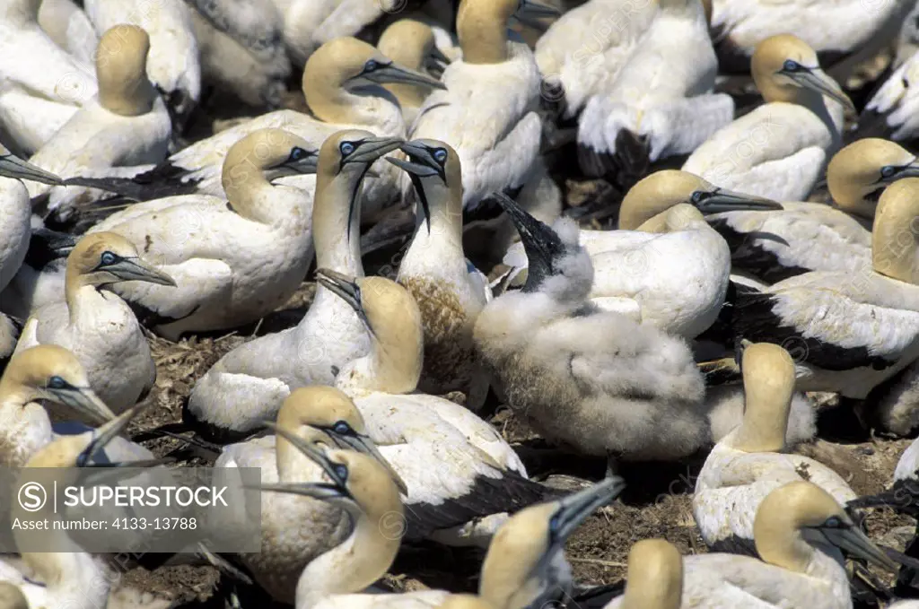 Cape Gannet , Morus capensis , Lambert`s Bay , South Africa , Africa , colon with young chicks