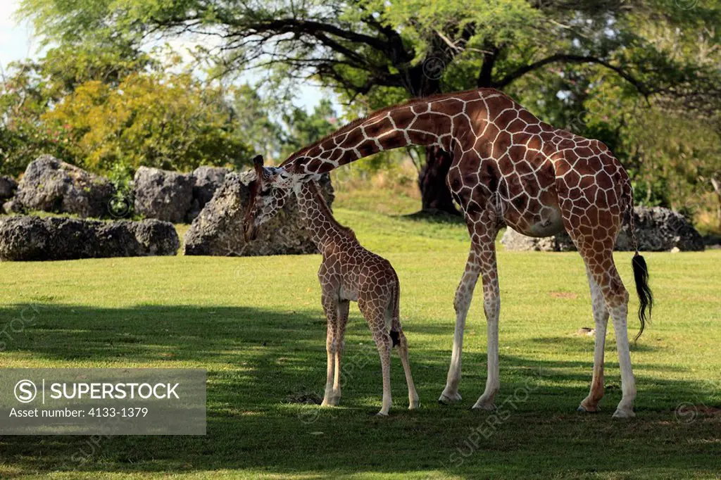 Reticulated Giraffe,Giraffa camelopardalis reticulata,Africa,mother with young
