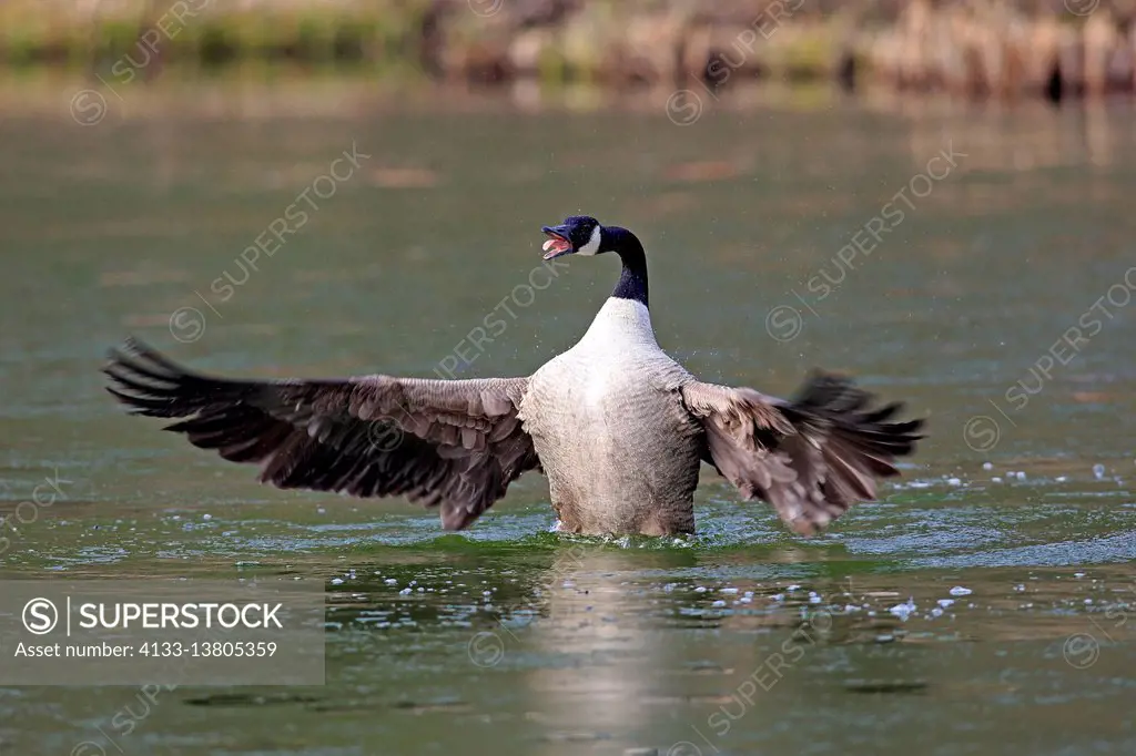 Canada Goose, (Branta canadensis), adult feathercleaning, Luisenpark Mannheim, Mannheim, Germany, Europe