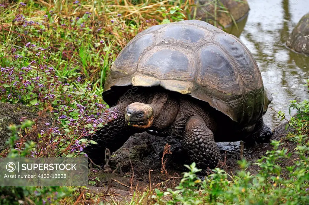 Galapagos Tortoise,Giant Tortoise,Geochelone nigra,Galapagos Islands,Ecuador,adult at water