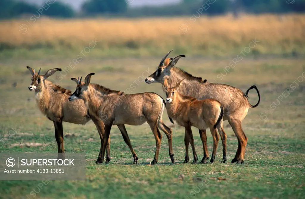 Roan Antelope,Hippotragus equinus,Chobe Nationalpark,Botswana,Africa,group of subadult males
