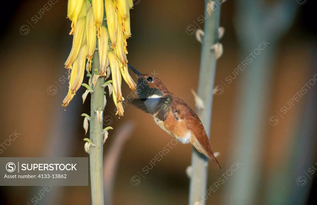 Rufous Hummingbird,Selasphorus rufus,Sonora Desert,Arizona,USA,adult male resting flying feeding on bloom