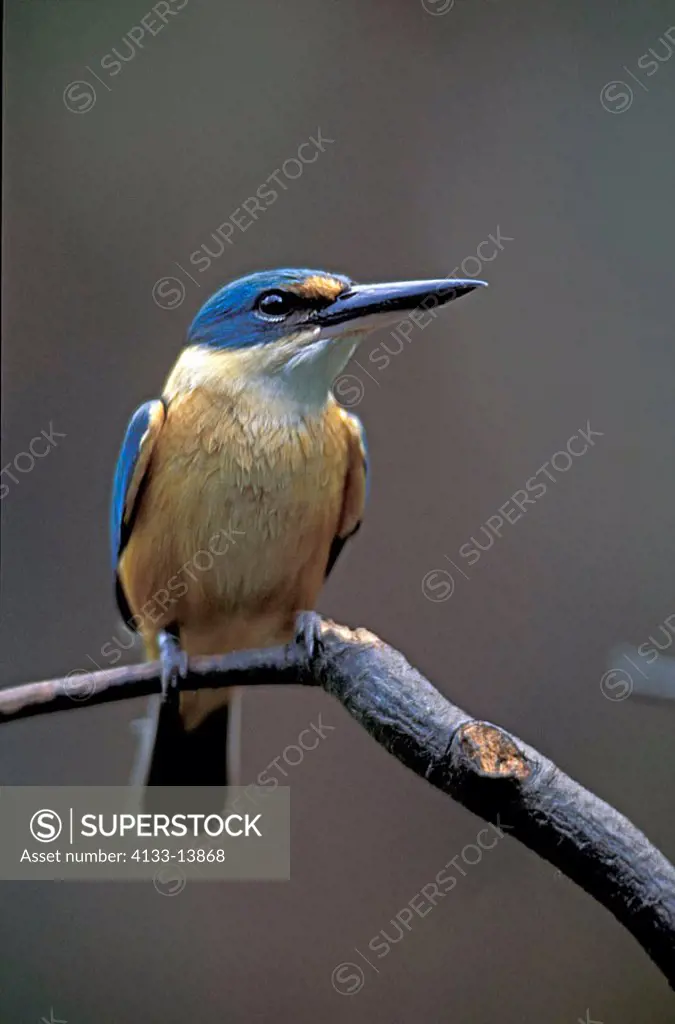 Sacred Kingfisher Todirhamphus sanctus Australia